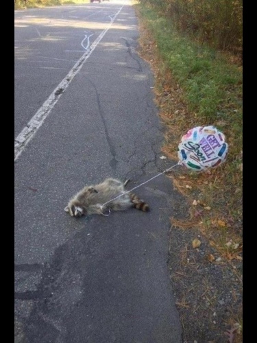RoadkillRonny's profile picture. Interested in roadkill photos and associated recipes (animals only, no humans!).