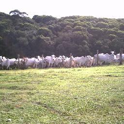 QUEM GOSTA DE GADO DE CORTE E CHEIRO DE CURRAL, QUER INVESTIR, QUER SER PARCEIRO OU APENAS CAVALGAR E CONHECER - CURTA E SIGA NOSSA PÁGINA NO FACEBOOK: