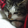 kushino_yui's profile picture. BL小説家。猫好きタケノコ派ロデオガールANCHOR審神者農園主。連絡先: y.kushino@gmail.com