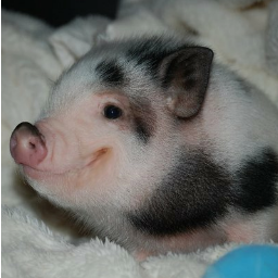 redra1d's profile picture. 