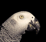 kafkaf99's profile picture. Enjoying interpreting the electrical signals...