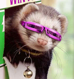 just a ferret tryin to get by. it gets hard out here for a ferret. ###liven life team follow back