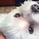 Mikie (@13karatemom) Twitter