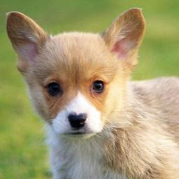 Posting photos of #Pets #Puppies #Cats #Funny #Animals and more. http://t.co/YHxd31lJ #TeamFollowBack