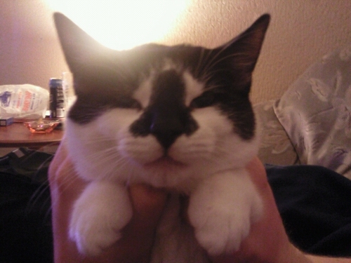 Cat Lover, All round Weirdo