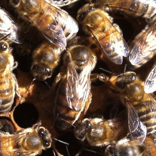 apibapicultura's profile picture. 