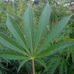 THCNCSmokers's profile picture. Herbal Connoisseur of the 828. Smoking only the finest. Follow us on Tumblr. We follow back.