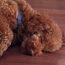 Lynn Mayo - @redboyasa - Twitter