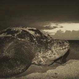 Follow along with the biologists and volunteers of Florida Leatherbacks Inc. as we study the population of leatherback sea turtles nesting in Southeast Florida.