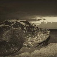 Florida Leatherbacks (@leatherbacksfla) 's Twitter Profile