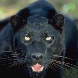 DerbyKsAlumni's profile picture. A place to find & reconnect with fellow Derby, KS Panther graduates - all decades #PantherPride