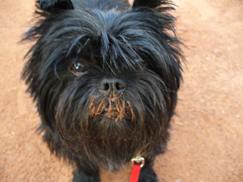 ABGRA is a 501c3 non-profit rescue for the pure breeds of Affenpinscher and Brussels Griffon. We Rescue, Rehabilitate and Re-home!