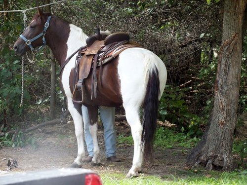 puckaluck's profile picture. 3 Beautiful Daughters, 5 grands, wife Deborah 36yrs, Horseman (love riding my horses Cameo & Judah). Love jazz, classical, Motown, gospel.