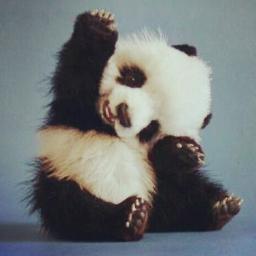 você é um panda super fofo