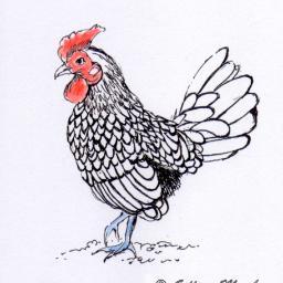I love chickens and I love teaching others about chickens!