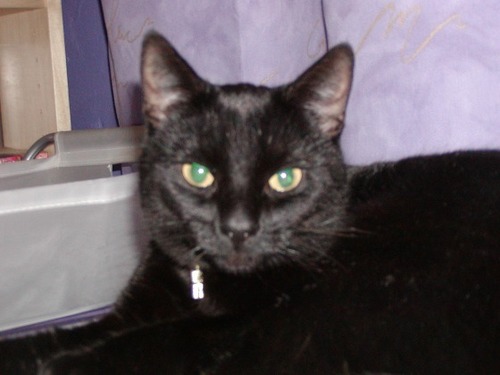 I lived with @lisybabe. I liked sleeping, getting stoned on catnip & eating ham. I had lots of opinions and liked to share them here; before I died on 24/8/21.