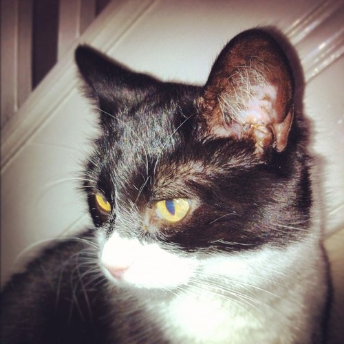 sheilak51's profile picture. 