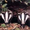 damien brady - @badger47brady - Twitter