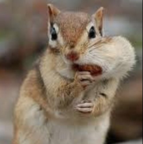 Will twerk 4 nuts.

Shoutout to my nutty fools Aka my followers