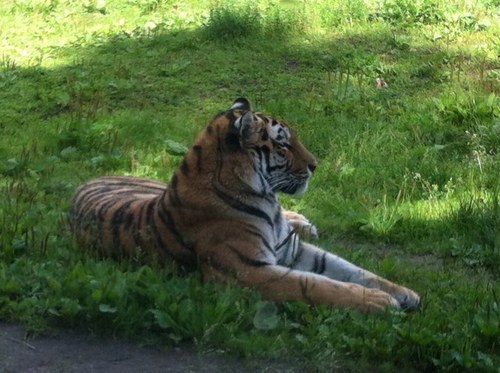 jesseharsia's profile picture. 