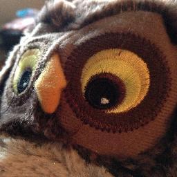 Just an ordinary owl. A not so ordinary social project.