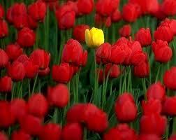 FloresEmMim's profile picture. Vida: é a água da fonte, é um lindo horizonte, é a paz no país. É o céu colorido, é o pão repartido, é a força do bem.