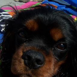 http://t.co/9cMEn5N3 is the place for dogs and their people to bark and chat about all things dog!