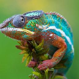 RPChameleon's profile picture. *Swivels eye* *Eats bug*