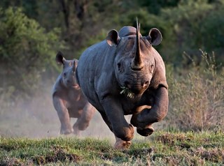 We was put on this earth TO WIN!! TO CONQUER!! TO ACOMPLISH!! We also have one horn.. WE WILL SUCCEED!! @audacious_youth