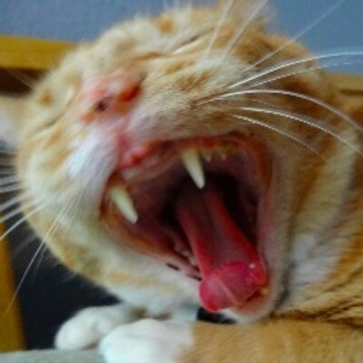 Room Rater Bright Couch Cacti Porn Lighting Mittens As Ted Having Biscuits With Senatorsinema After This Past Week Is Some Fucked Up Shit 0 10 Mittromney T Co Zlsab36gej Twitter
