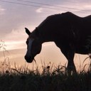 Shelly Strong - @shelly_strong - Twitter