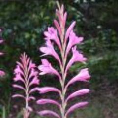 Australian botanist.  Conservative. A follower of the Buddha's spiritual tradition via Nagarjuna, Fazang, Hubbard, Spencer-Brown and especially Dennis Stephens.