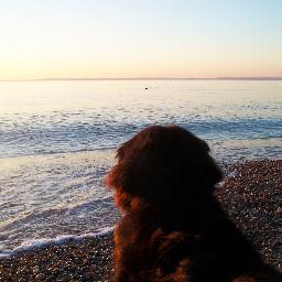 In honor of a special dog from her ever loyal human. Please visit our site dedicated to helping rescues, shelters and so much more!
