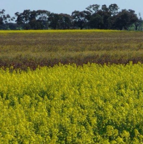Mother. Producer of quality grain and lambs. Mayor @HRCCouncil. MD @StMonanEmporium. VC @PartnersInAg1. Views and opinions expressed are my own.