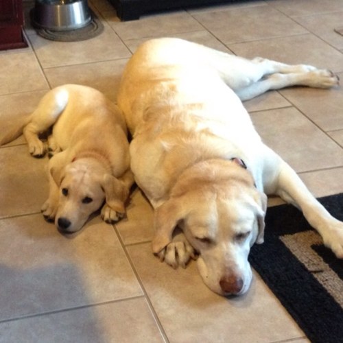 rickyaallen's profile picture. 