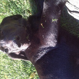 DearDogAbby's profile picture. 