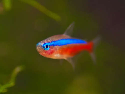 WallaceJordon's profile picture. Climate and Quantum Physics