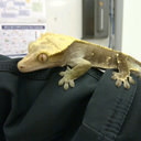 Morgan Laird - @mslairdsciclass - Twitter