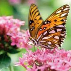 VivoVivaViver's profile picture. Viver sem Deus não é viver, é apenas existir.