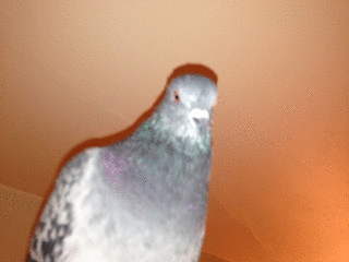 RemoRonconi's profile picture. just using this for fortnite