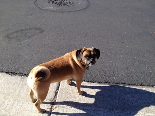 jrdamiani's profile picture. 