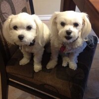 Annette Franco (@eagercoogletrnr) 's Twitter Profile Photo Annette Franco (@eagercoogletrnr) 's Twitter Profile Photo