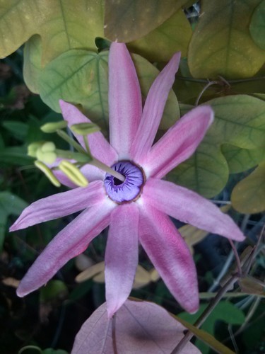 flower0551's profile picture. 꽃에관심이 많으며..시계초꽃..야생화기르기..플로리스트입니다...꽃과사랑..사람사는세상.생명평화...나꼼수광팬. 한몸평화..미권스.노무현.문재인.