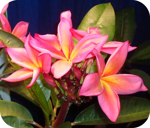 We're growers of premium Hawaiian Plumeria varieties. We tweet about the events we exhibit at and the Plumerias we love. Looking for SoCal Tweeters!