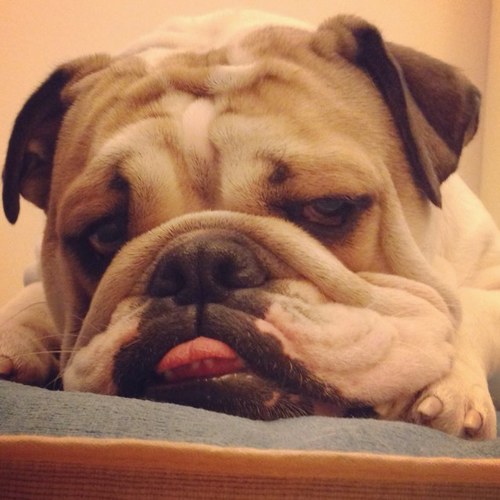 EuroBully Profile Picture