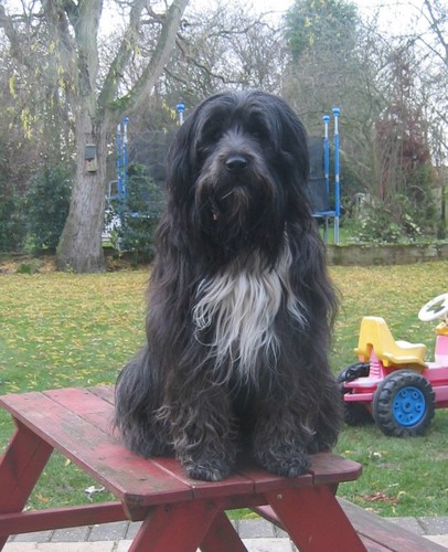 Let your dog stay with a loving carer in their own home while you enjoy your own break!