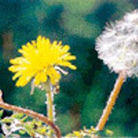 한강지킴이 (@kwang9774) 's Twitter Profile