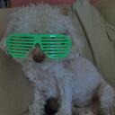 Otto Smith  - @OttoDaDog - Twitter