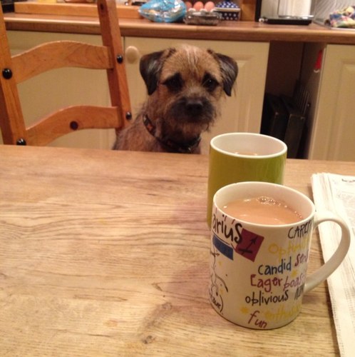 SpikeBirch's profile picture. Border Terrier pup living with mum and dad in Kent. Rascal. Born Jan 2012. I love socks.
