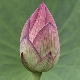 MindfulnessTC's profile picture. Mindfulness Training Course based on the teachings of the Buddha. Course material by Christopher Titmuss. Affordable, freeing and suitable for all.